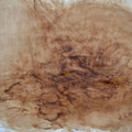 生命之輪#02，咖啡畫，70.5x50cm，2013