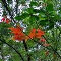 花蓮 － 美崙山森林公園