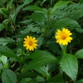 花蓮 － 美崙山森林公園