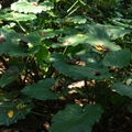 花蓮 － 美崙山森林公園