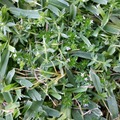 grass 1