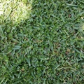 grass 2