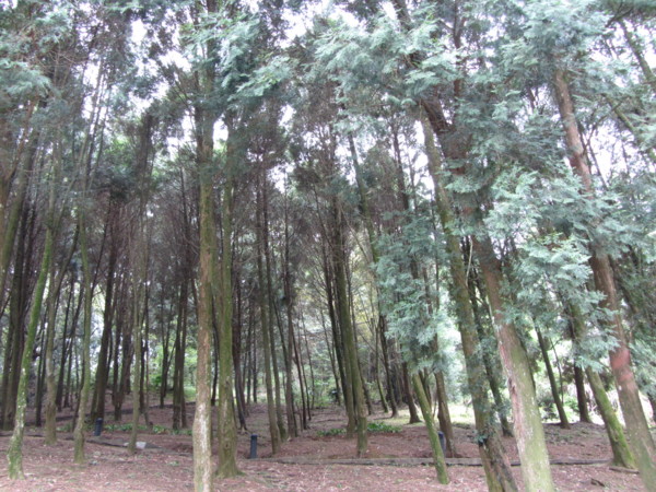 肖楠樹林