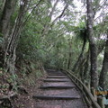 棲蘭森林步道