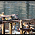 淡水珠頸斑鳩