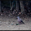 珠頸斑鳩