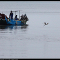 漁船白鷺鷥