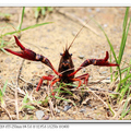 紅鰲螯蝦
（學名：Cherax quadricarinatus，意思為「紅色的爪」），俗稱澳洲淡水巨型龍蝦，又名藍色多刺螯蝦，原產於大洋洲