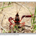 紅鰲螯蝦
（學名：Cherax quadricarinatus，意思為「紅色的爪」），俗稱澳洲淡水巨型龍蝦，又名藍色多刺螯蝦，原產於大洋洲