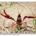 紅鰲螯蝦
（學名：Cherax quadricarinatus，意思為「紅色的爪」），俗稱澳洲淡水巨型龍蝦，又名藍色多刺螯蝦，原產於大洋洲