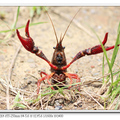 紅鰲螯蝦
（學名：Cherax quadricarinatus，意思為「紅色的爪」），俗稱澳洲淡水巨型龍蝦，又名藍色多刺螯蝦，原產於大洋洲