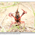 紅鰲螯蝦
（學名：Cherax quadricarinatus，意思為「紅色的爪」），俗稱澳洲淡水巨型龍蝦，又名藍色多刺螯蝦，原產於大洋洲