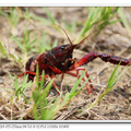 紅鰲螯蝦
（學名：Cherax quadricarinatus，意思為「紅色的爪」），俗稱澳洲淡水巨型龍蝦，又名藍色多刺螯蝦，原產於大洋洲