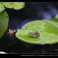 蓮池綠蛙
