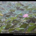 昨天下的那場冰雹雨讓荷花池變成莫內印象畫了ˊ_>ˋ