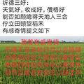 2019/06/15稻米生產百問