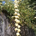 黃串花