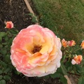 2015 Roses