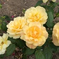 2015 Roses