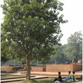 祇樹給孤獨園（印度）