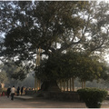 祇樹給孤獨園（印度）
