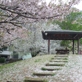 白色櫻花瓣掉落滿地，風一吹，沐浴在白色雨海中。