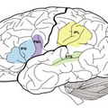 专栏:［脑科学与科学教育］举例（5）--镜像神经元系统
http://www.cnstedu.cn/cms/contentmanager.do?method=view&pageid=view&id=cms011dd8b148624