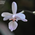 Phalaenopsis lindenii-3