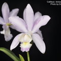 ( C. loddigesii x C. walkeriana 天然雜交種)
產區 : 巴西
植株大小 : 10 ~ 30公分
花徑 : 8 ~ 13公分
花期 : 春季或秋季
花壽 : 25 ~ 30天
氣味 : 香
日照 : 中光 ~ 強光
栽培難度 : 容易