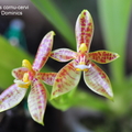 Phalaenopsis cornu-cervi-2