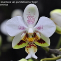 Phalaenopsis stuartiana var. punctatissima 'Sogo'