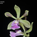 (Epidendrum cordigera (Epi. cordigera)) × Epidendrum paniculatum (syn. Epidendrum floribundum)