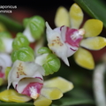 Gastrochilus japonicus-2