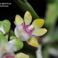 Gastrochilus japonicus-3