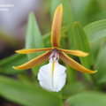 Epidendrum polybulbon