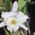 Blc. Mount Hood 'Mary'