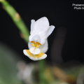 Phalaenopsis gibbosa