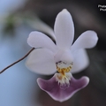 Phalaenopsis parishii-1