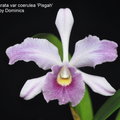 Laelia purpurata var. coerulea 'Pisgah'