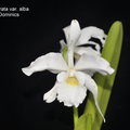 Laelia purpurata var. alba