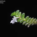 Angraecum distichum-3