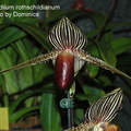 Paphiopedilum rothschildianum-2