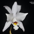 Laelia anceps var. alba