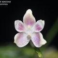 Phalaenopsis speciosa