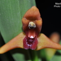 Maxillaria elatior-1