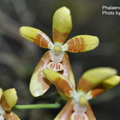 Phalaenopsis fuscata-1