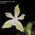 Phalaenopsis hieroglyphica var. alba