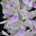 Rhynchostylis retusa