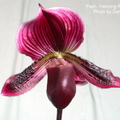 拖鞋蘭屬（Paphiopedilum）