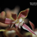 Macradenia multiflora-1